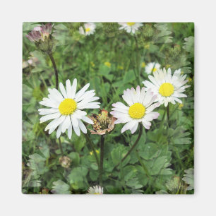 WILDBLUMEN MAGNET
