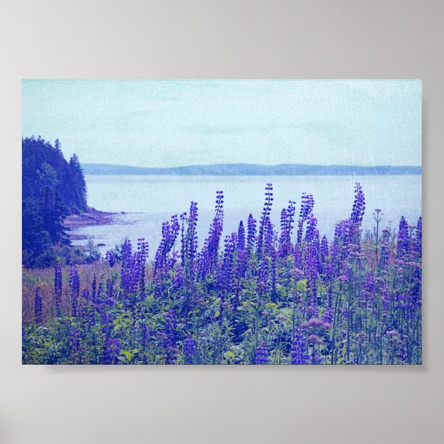 Wildblumen Maine Lupine Blume Poster (Vorne)