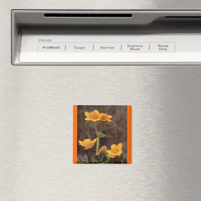 Wildblumen: Marsh Marigold Magnet (In Situ (Geschirrspüler))