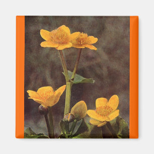 Wildblumen: Marsh Marigold Magnet