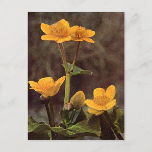 Wildblumen: Marsh Marigold Postkarte