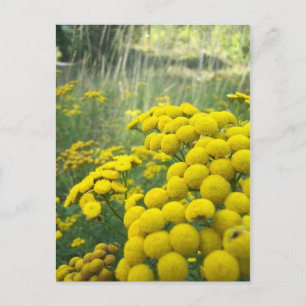 Wildblumen Montana Postkarte