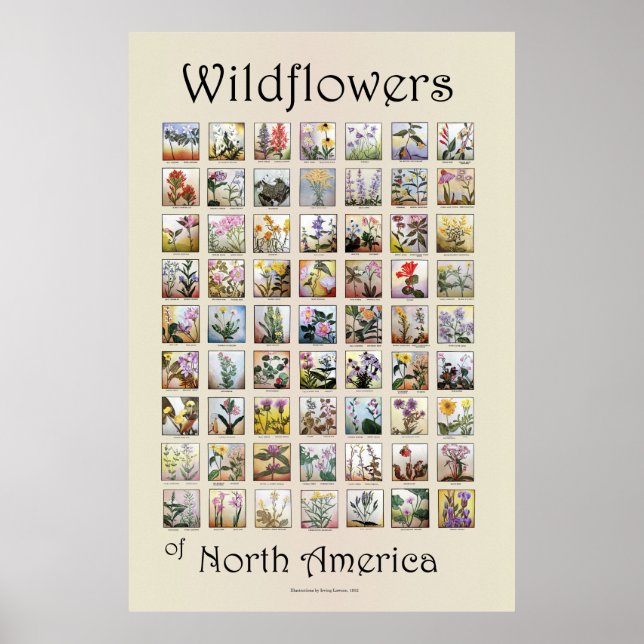 Wildblumen Nordamerikas Poster (Vorne)