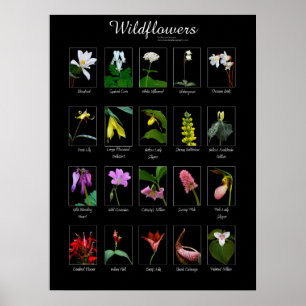 Wildblumen-Plakat Poster