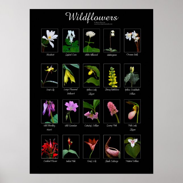 Wildblumen-Plakat Poster (Vorne)