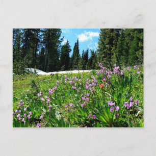 Wildblumen Postkarte