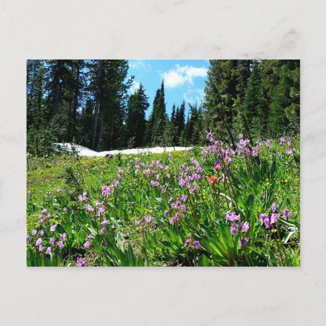 Wildblumen Postkarte (Vorderseite)