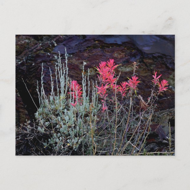 Wildblumen Postkarte (Vorderseite)