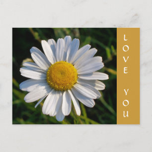 WILDBLUMEN POSTKARTE