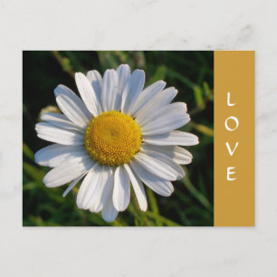 WILDblumen Postkarte
