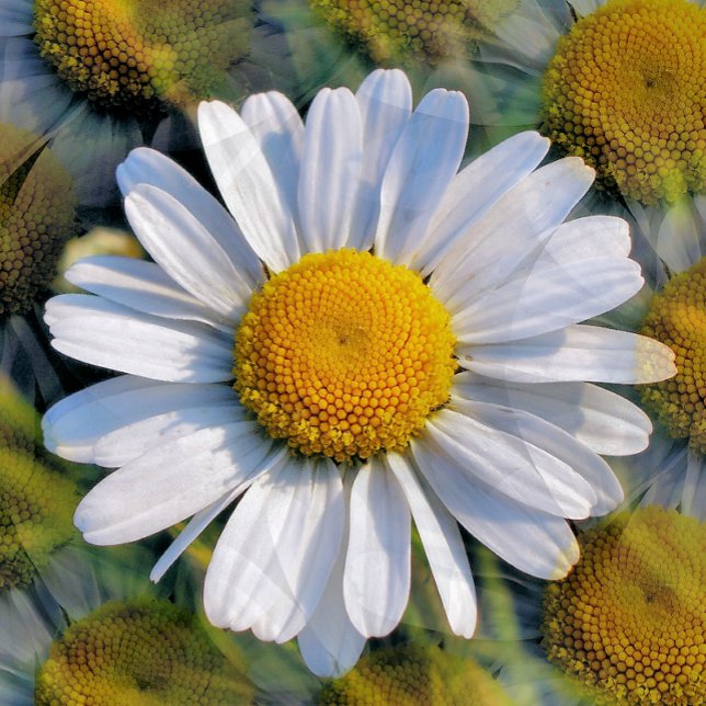 WILDBLUMEN POSTKARTE (Von Creator hochgeladen)