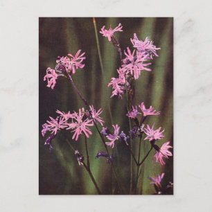 Wildblumen: Raged Robin Postkarte