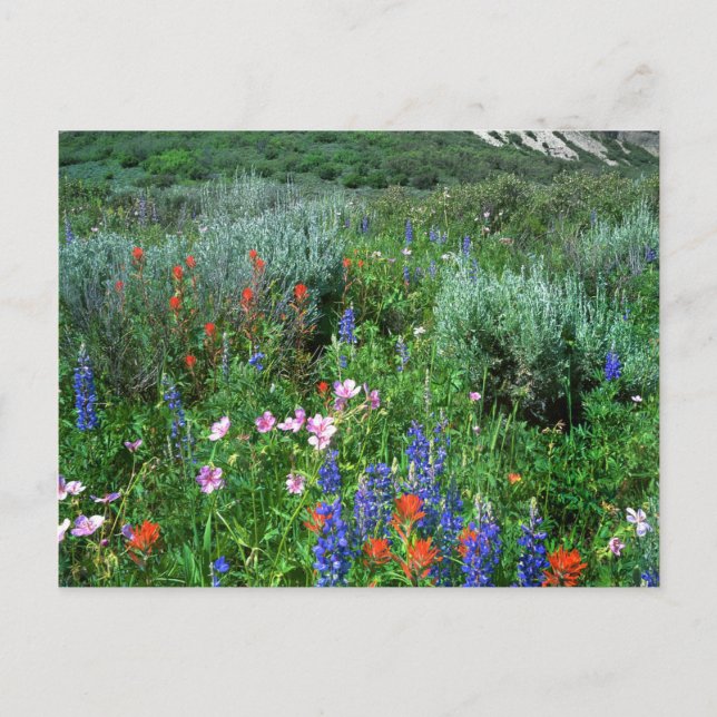 Wildblumen, schönes Colorado Postkarte (Vorderseite)