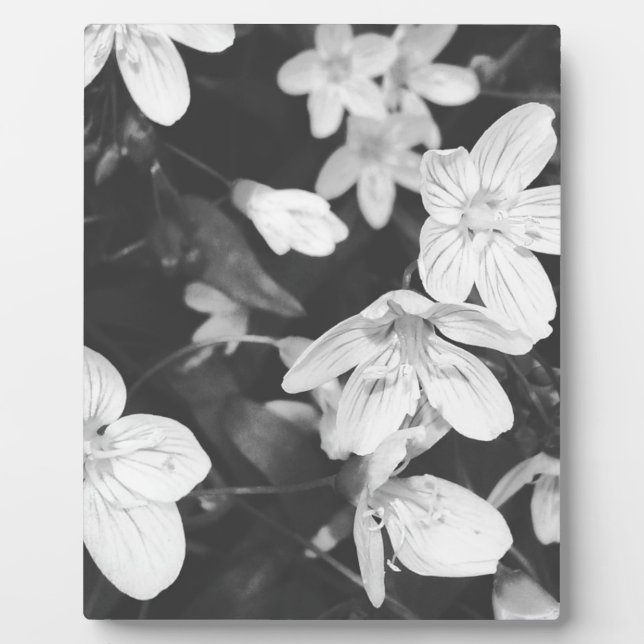 Wildblumen Schwarz/Weiß Fotoplatte (Vorderseite)