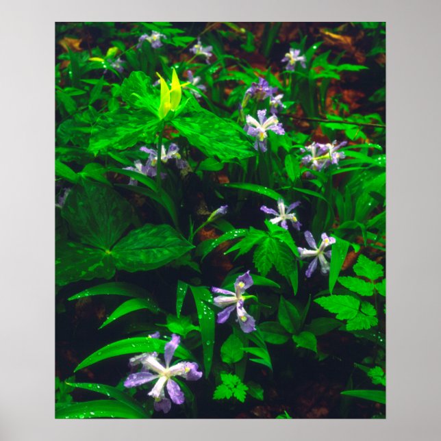 Wildblumen Trillium und Iris Poster (Vorne)