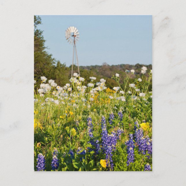 Wildblumen und Windmühle im Land Texas Hill Postkarte (Vorderseite)