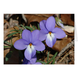 Wildblumen Vögel-Foot Violet III Geschenke und Bek