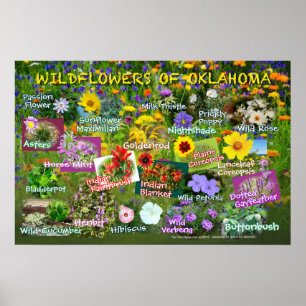 Wildblumen von Oklahoma-Plakat 19v60 Poster