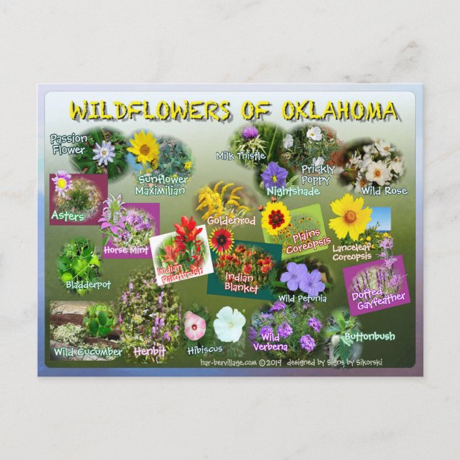 Wildblumen von Oklahoma Postkarte 19 r (Vorderseite)