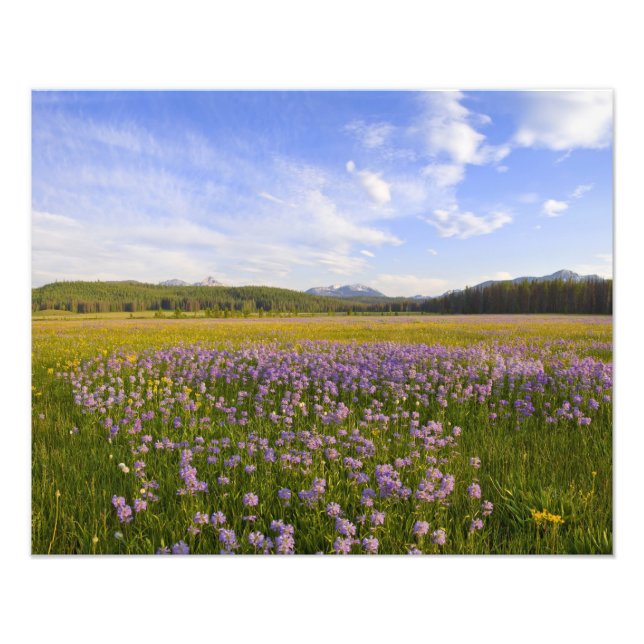 Wildblumen von Penstemon 2 Fotodruck (Vorne)