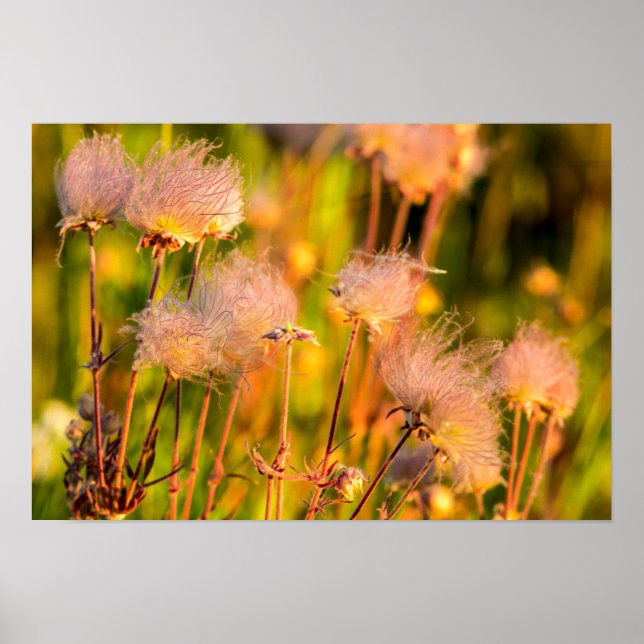 Wildblumen von Prairie Smoke in Aspen Grove Poster (Vorne)