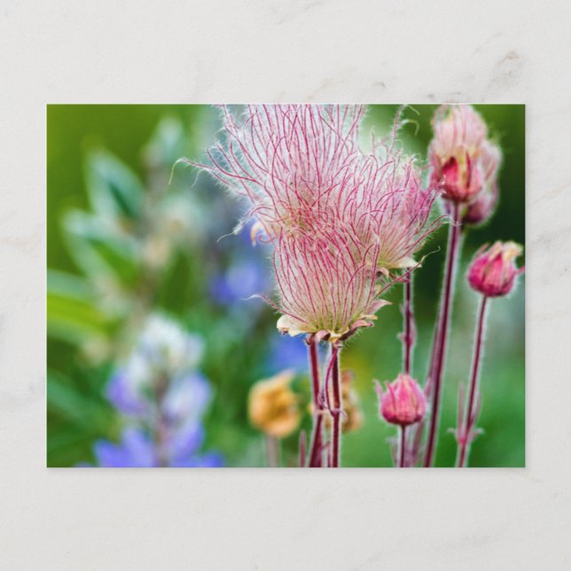 Wildblumen von Präriesmoke in Aspen Grove 2 Postkarte (Vorderseite)