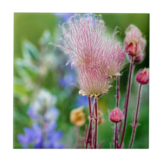Wildblumen von Rauch in Aspen Grove 2 Fliese (Vorderseite)