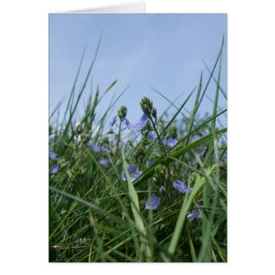 Wildblumen-Wiesenkarte