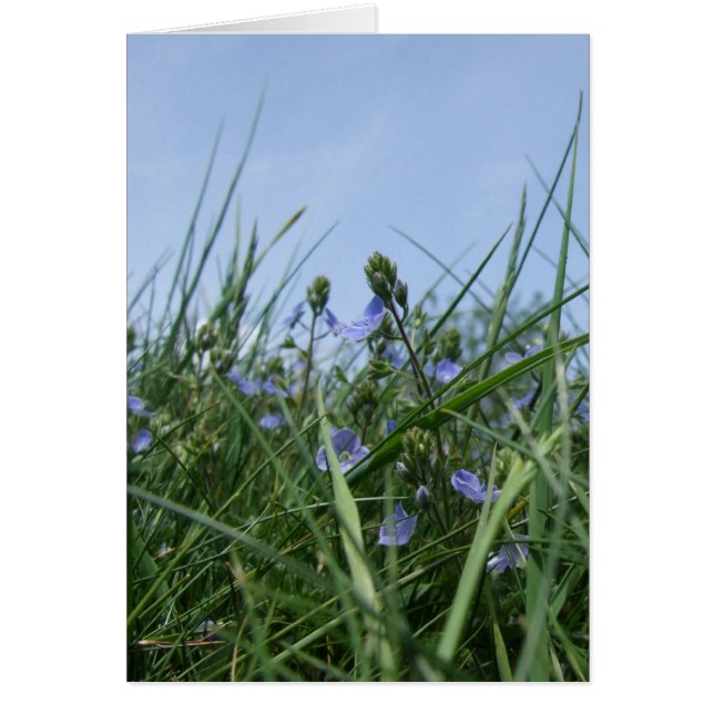Wildblumen-Wiesenkarte (Vorne)
