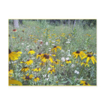 Wildblumen zur Prärie - Postkarte