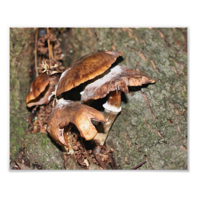 Wildbraun-Pilze 10x8 Natur Fotodruck (Vorne)