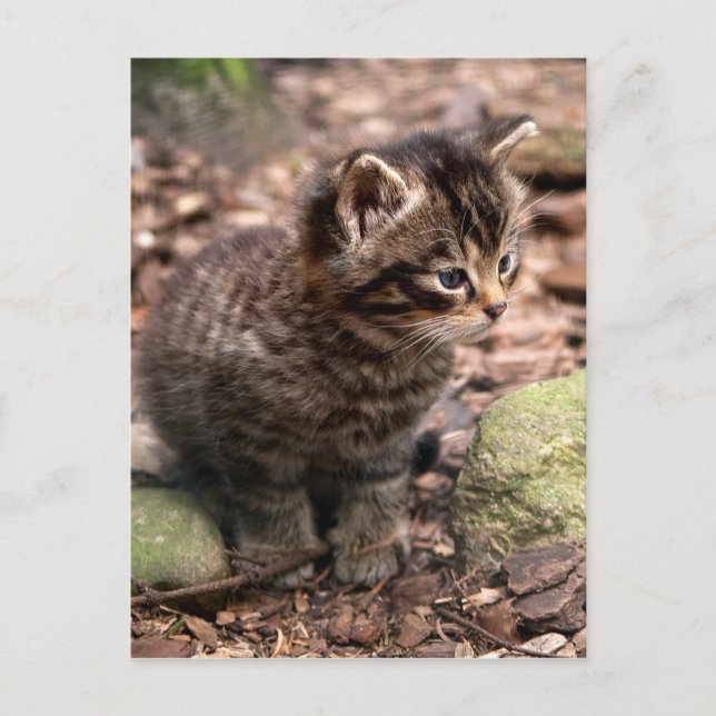 Wildcat Kitten Postkarte (Vorderseite)