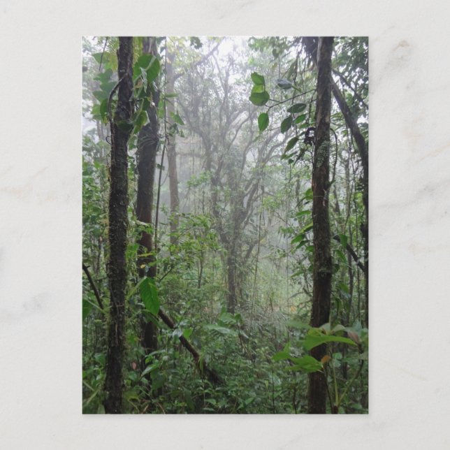 Wildcosta rica postkarte (Vorderseite)