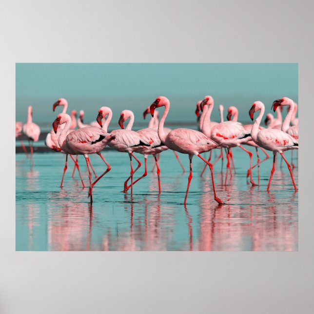 Wilde afrikanische Flamingos Poster (Vorne)