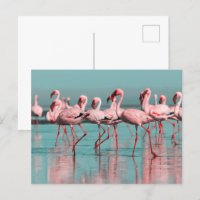 Wilde afrikanische Flamingos