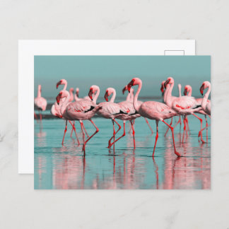 Wilde afrikanische Flamingos Postkarte