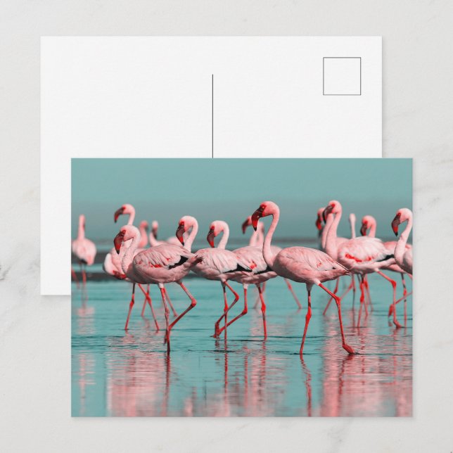 Wilde afrikanische Flamingos Postkarte (Vorne/Hinten)