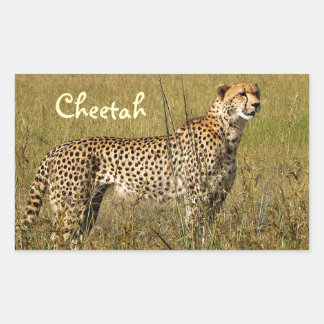 Wilde afrikanische Geparde in Savannah Grasses Rechteckiger Aufkleber