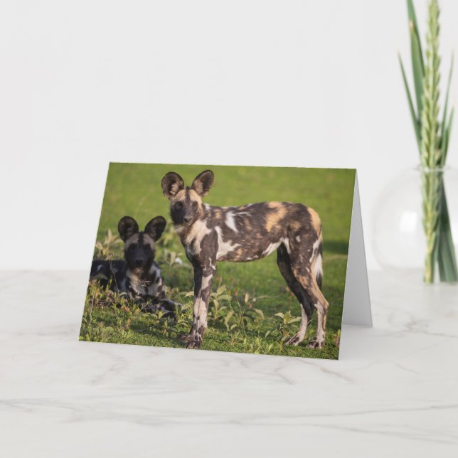 Wilde afrikanische Hunde in Tansania Karte (Vorderseite)