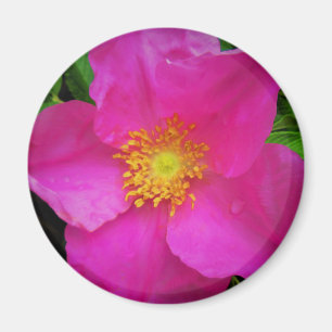 Wilde Alberta-Rose Kanada Helles Rosa Blüte Magnet