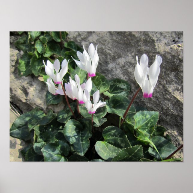 Wilde Alpenveilchen Poster (Vorne)