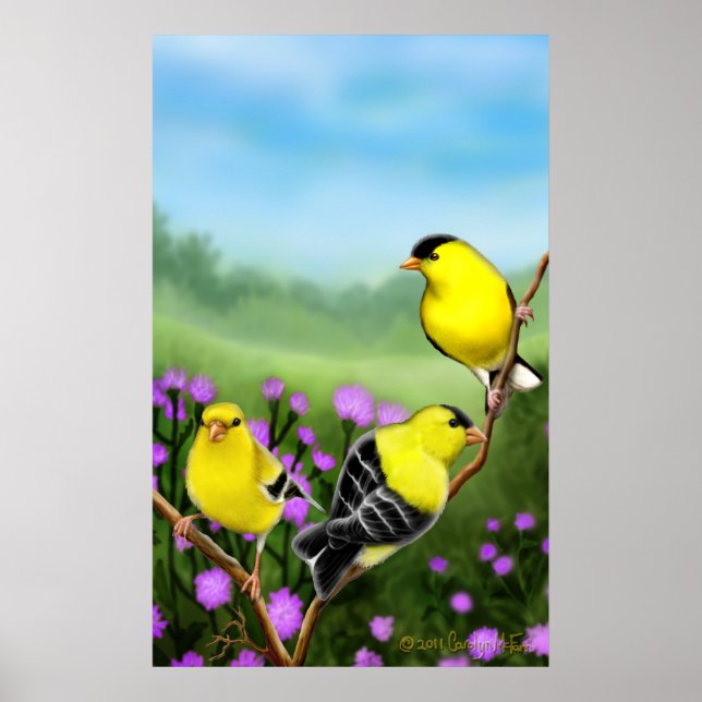Wilde amerikanische Goldfinches Print Poster (Vorne)