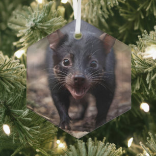 Wilde Anfänge: Der junge Tasmanische Teufel Ornament Aus Glas