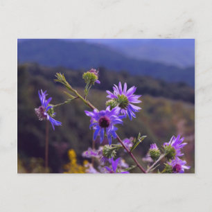 Wilde Asters Postkarte