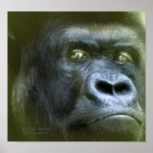 Wilde Augen - Silverback Art Poster/Print Poster