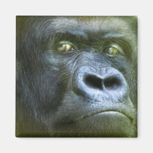 Wilde Augen - Silverback-Kunst-Magnet Magnet