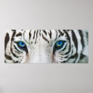 Wilde Augen - White Tiger Art Poster oder Print