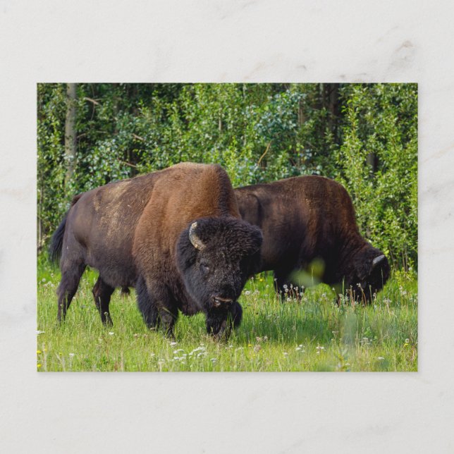 Wilde Bisons am Alaska Highway Postkarte (Vorderseite)
