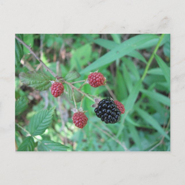 Wilde BlackBerry Postkarte (Vorderseite)