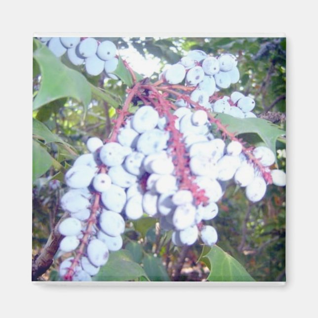 Wilde Blaubeeren Magnet (Vorne)